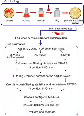 Comparative analysis of assembly algorithms to optimize biosynthetic gene cluster identification in novel marine actinomycete genomes